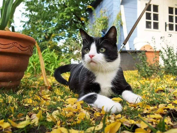 정원에 자리잡고 고양이 — 스톡 사진