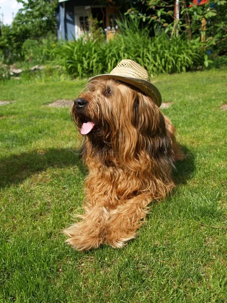 Perro Sombrero Paja Césped — Foto de Stock