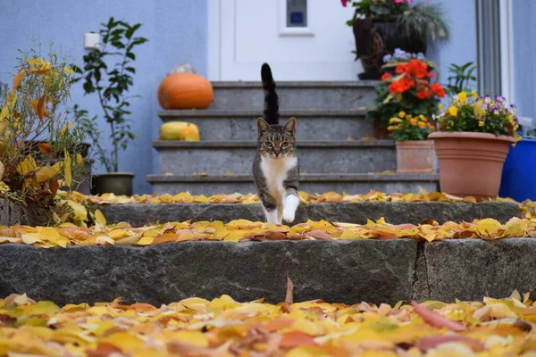 猫は秋の階段を下り — ストック写真