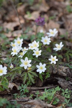Arka planda Corydalis ile ahşap şakayık