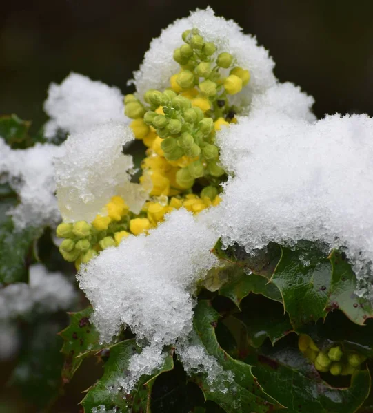 Ein Blühendes Mahonia Schnee — Stockfoto