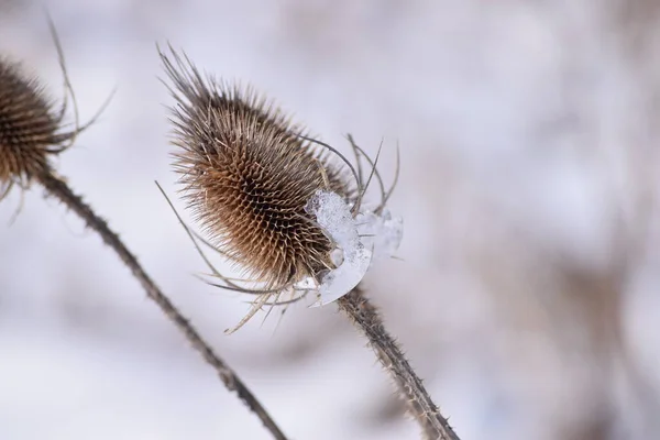 Halbgeschmolzene Forms Widerhaken Auf Der Wilden Teasel — Stockfoto