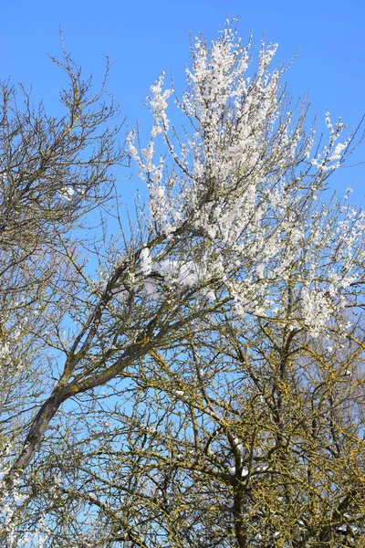 Grumos Grossos Neve Pendurar Arbusto Primavera — Fotografia de Stock