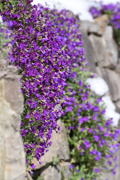 Kışlık Kaya bahçesinde Kar ile sahte Rockcress