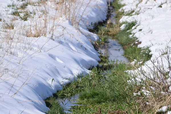 Świeże Zielone Meandry Wzdłuż Zimowego Strumienia — Zdjęcie stockowe