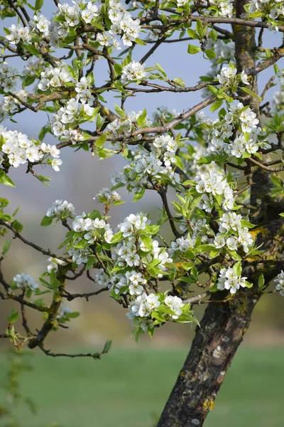 Todavía Relativamente Joven Manzano Con Las Primeras Flores — Foto de Stock