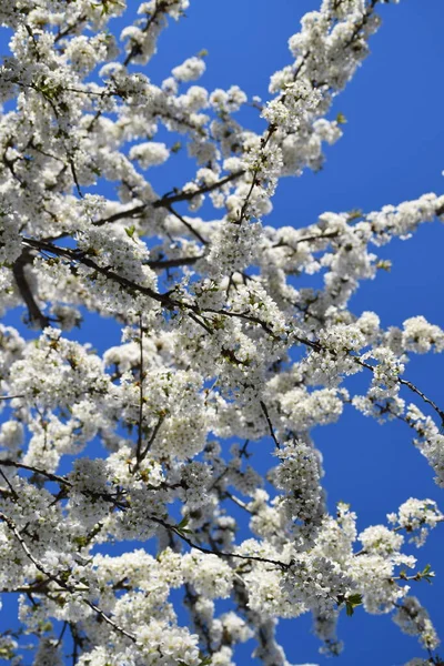 Branco Flores Cereja Ornamentais Contra Céu Azul — Fotografia de Stock