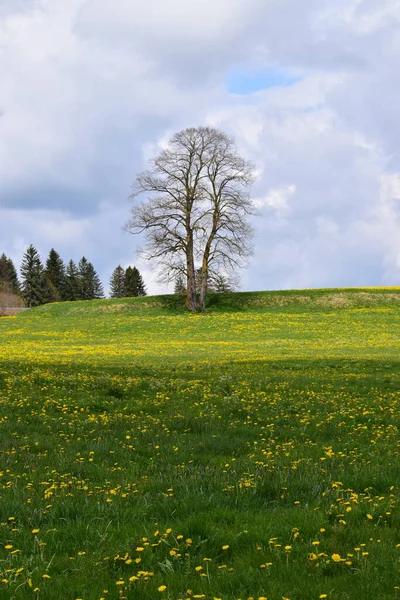 Single Tree Stands Dandelion Meadow — Fotografia de Stock