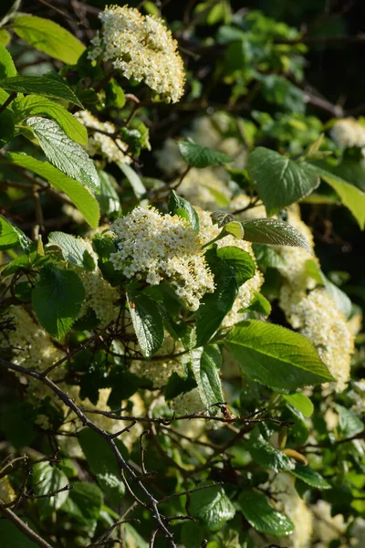 Flower Woolly Viburnum — 스톡 사진
