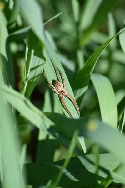 草叶上的苗圃蜘蛛 — 图库照片