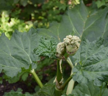 Büyük Rhubarb 'da olağanüstü bir çiçek.
