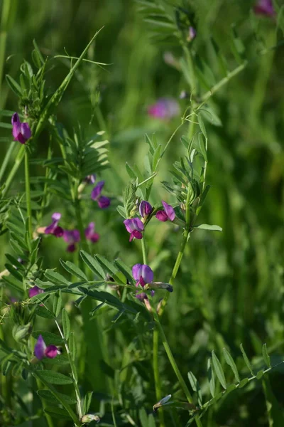 Vetch Comum Brilha Prado — Fotografia de Stock