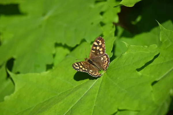 Speckled Wood Maple Leaf — Photo