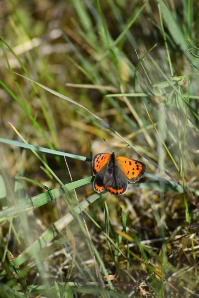 Small Copper Butterfly Blade Grass — Φωτογραφία Αρχείου
