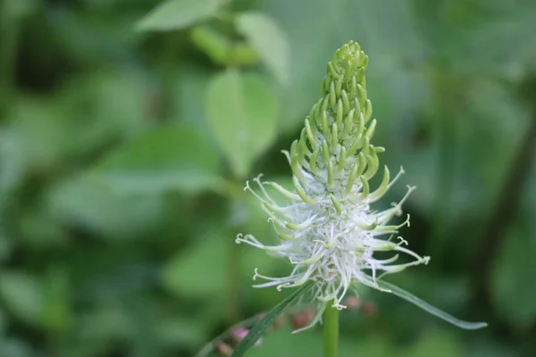 Kolczasty Rampion Dolinie — Zdjęcie stockowe