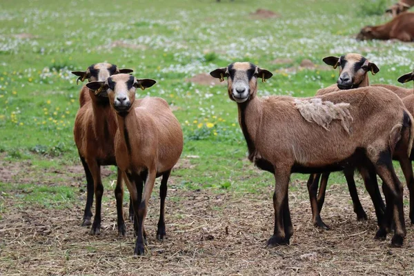 Cameroun Moutons Avec Peu Laine Hiver Encore Sur Images De Stock Libres De Droits