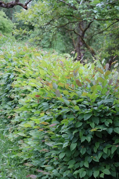 Arbusto Hornbeam Como Demarcación Foso — Foto de Stock
