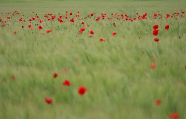 Poppies Cornfield Shine Strong Color Contrast — Stock Photo, Image