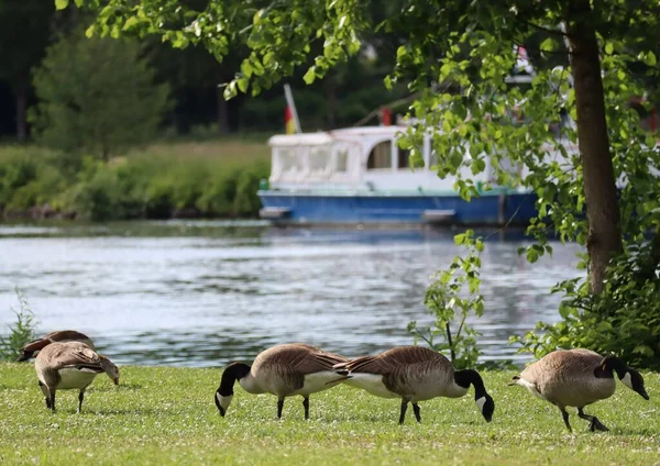 Nijl Canadese Ganzen Grazen Vreedzaam Samen — Stockfoto