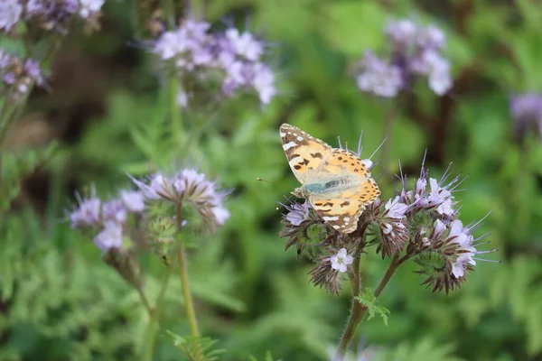 Phacelia Zasadil Řadě Vinic Malovanou Dámou — Stock fotografie