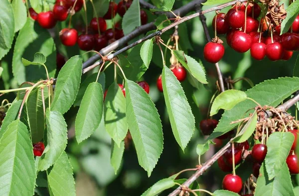 Cherry Tree Branch Ripe Fruit — Stock Photo, Image