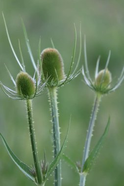 Bir kaç yeşil çaydanlık
