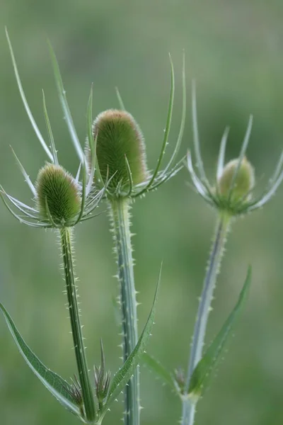 Several Still Green Wild Teasels — Stock Photo, Image