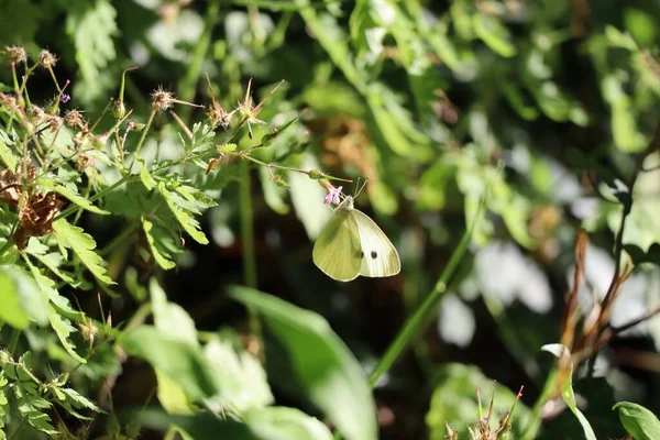 Cranesbill Púrpura Con Pequeño Repollo Blanco —  Fotos de Stock