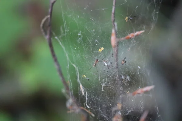 Sayısız Avı Olan Bir Hammockweb Örümceği — Stok fotoğraf