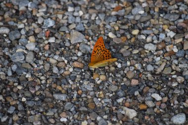 bir patikada ıslak çakıl taşları
