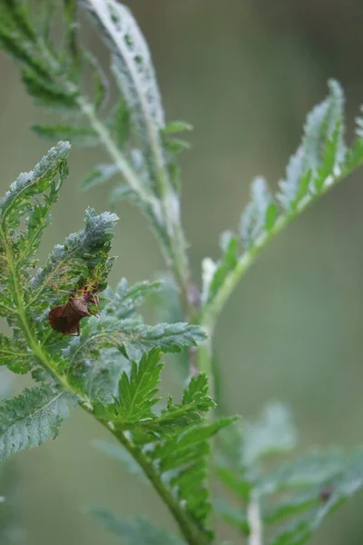 Gran Insecto Cuero Las Malas Hierbas —  Fotos de Stock