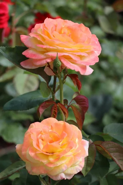 Rose Double Abricot Dans Une Roseraie — Photo