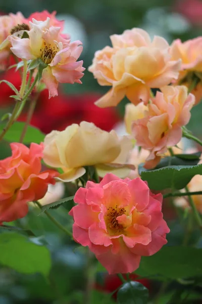 Een Floribunda Roos Met Een Gevouwen Bloemblaadje — Stockfoto