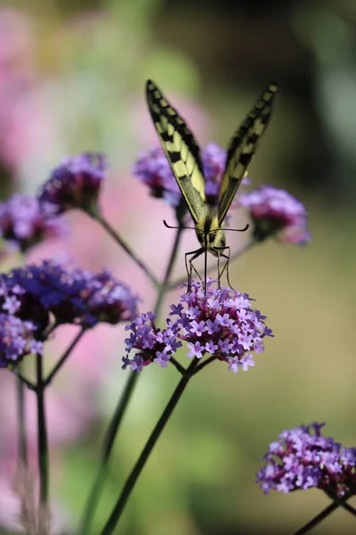 Patagonya verbenasında Kırlangıç Kuyruğu