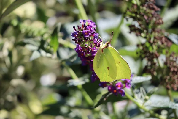 Una Buddleia Lila Con Mariposas Brimstone —  Fotos de Stock