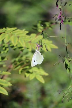 Küçük lahanalı çıngıraklı yılan kökleri