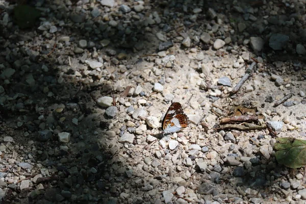 White Admiral Gravel Clearing — Foto de Stock