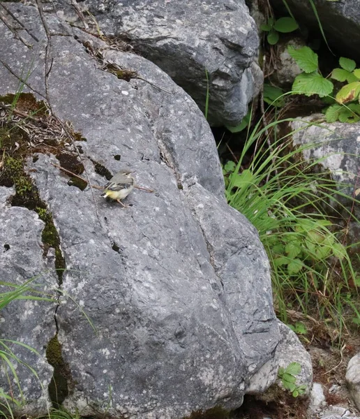 Young Gray Wagtail Rock — Stock Fotó