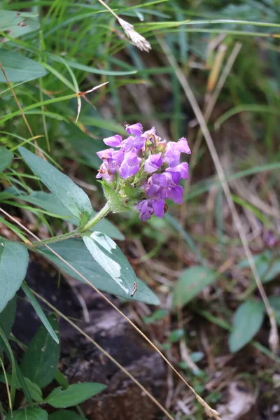 Large Flowered Selfheal Full Bloom — Fotografia de Stock