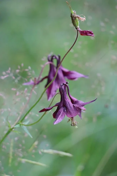 Black Violet Columbine Soft Morning Light — Stockfoto