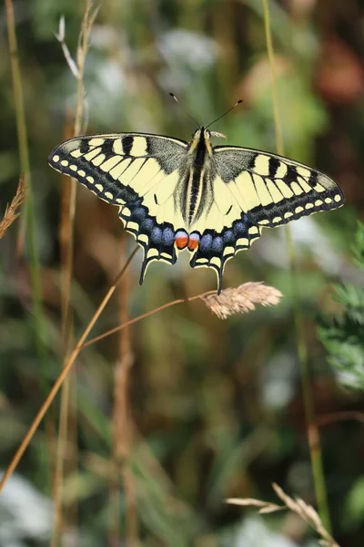 Magnificent Specimen Swallowtail — Photo