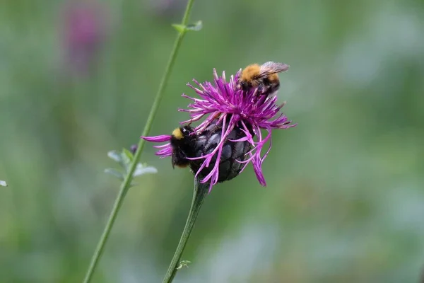 Large Earth Bumblebee Carder Bee Scarbiosis — Stok fotoğraf