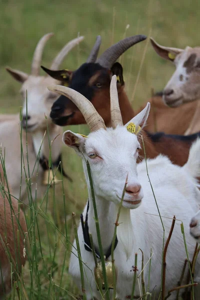 Goats Different Colors Peacefuly Together — Fotografia de Stock
