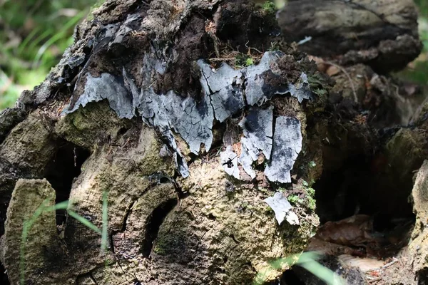 Champignon Croûte Brûlée Sur Arbre Déjà Tombé — Photo