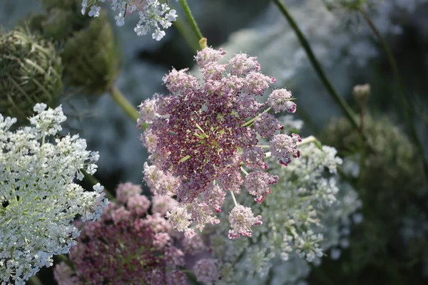 Special Breeding Wild Carrot — Stok fotoğraf