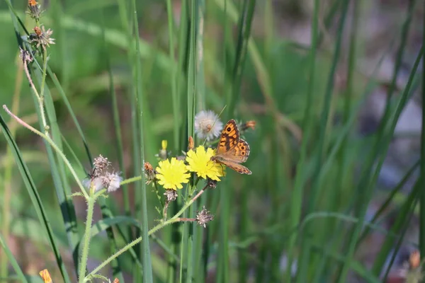 Wall Brown Butterfly Sucking Nectar Hawkweed — Φωτογραφία Αρχείου