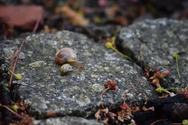 Banded snails and Bush snails together on a Journey