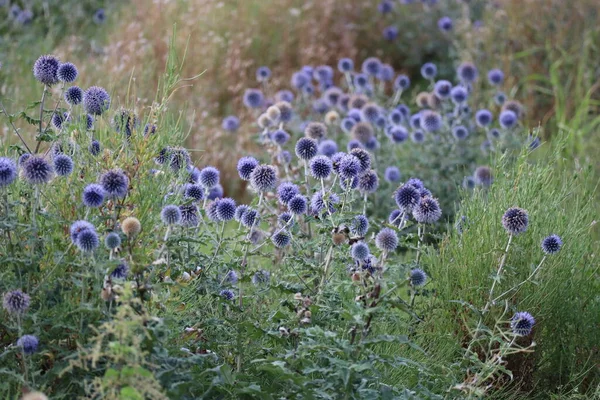 Globe Thistle Field Insects — Stockfoto