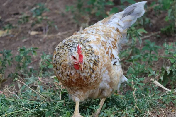 Beautiful Swedish Flower Chicken Scratching — Stockfoto