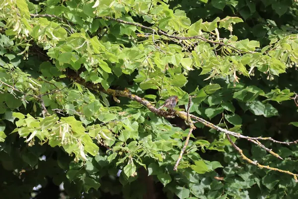 Robin Sits Relaxed Linden Tree — ストック写真